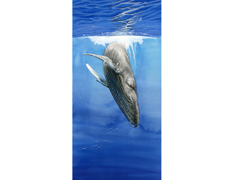 Buckelwal (Megaptera novaeangliae), Sachbuch