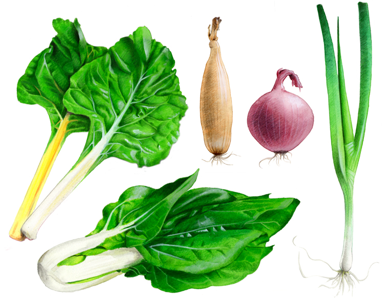 Innenillustrationen fr das Buch "Unser Nutzgarten" von Stiftung Warentest