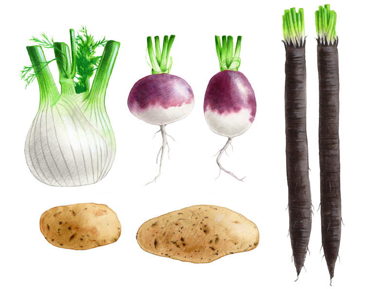 Innenillustrationen fr das Buch "Unser Nutzgarten" von Stiftung Warentest