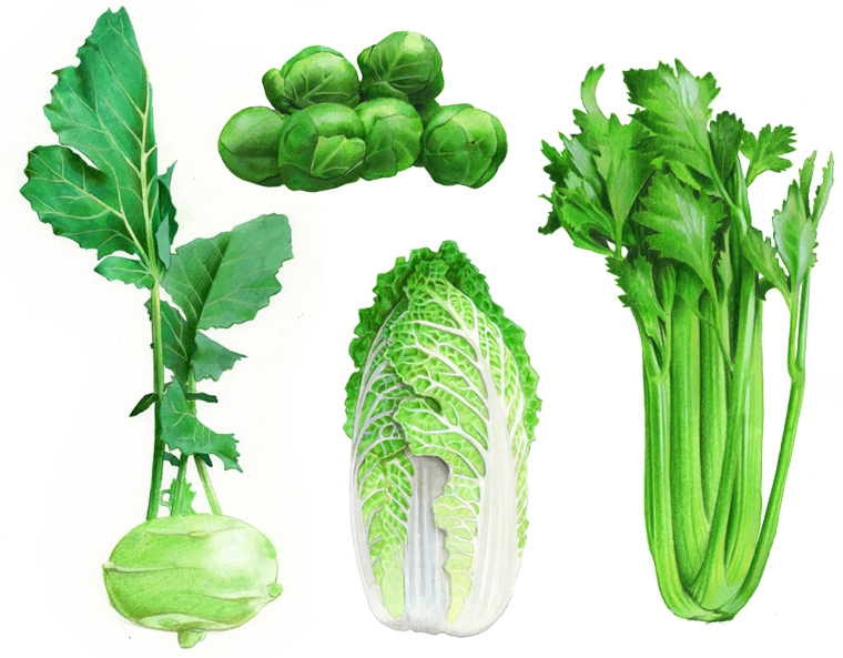 Innenillustrationen fr das Buch "Unser Nutzgarten" von Stiftung Warentest