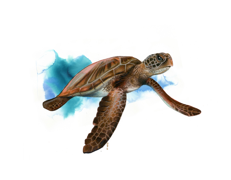 Grne Meeresschildkrte